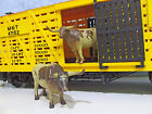 0228998 98117 Bachmann Missouri Kansas Texas 022899981178