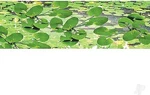 Jtt Lily Pads - Ho Scale Model Railroad Scenery Plant #95537. Fixed Price $9.90.
