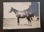1924 Man War Son Lightship Horse Racing Photo C.c. Cook Morning Telegraph Ny. Fixed Price $250.00.