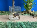 Vintage Elastolin By Preiser #3325 Germany Handpainted Goat (1:25 Scale). Fixed Price $10.00.