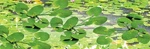 Jtt Scenery Products 95537 Ho 3/4" Lily Pads (pack Of 12). Fixed Price $10.49.