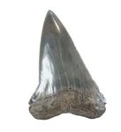 Fossil Mako Shark Tooth Isurus Hastalis Mary's River. Georgia Usa EA9448. Fixed Price $143.00.